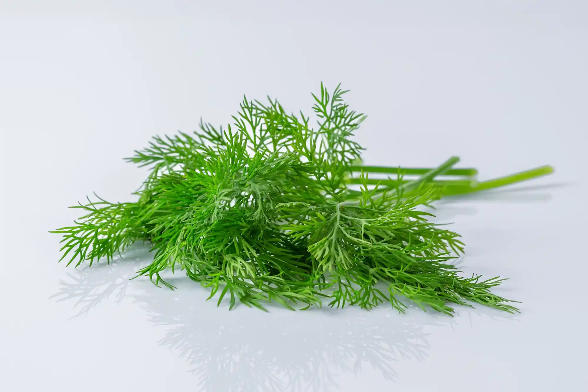 Dill for Babies Solid Starts