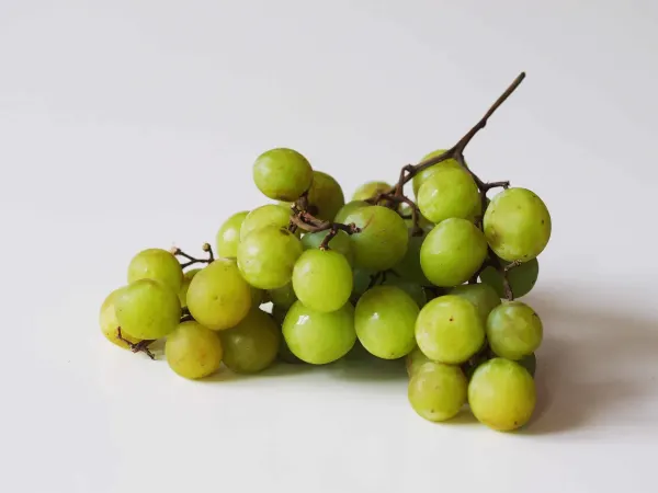 a bunch of green grapes before being prepared for babies starting solid food