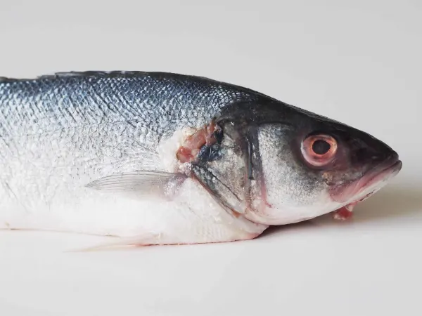 a whole branzino fish on a white table, before being prepared for a baby starting solid food