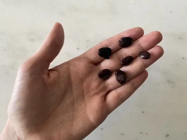 gently flattened black beans in a hand before giving to babies starting solids