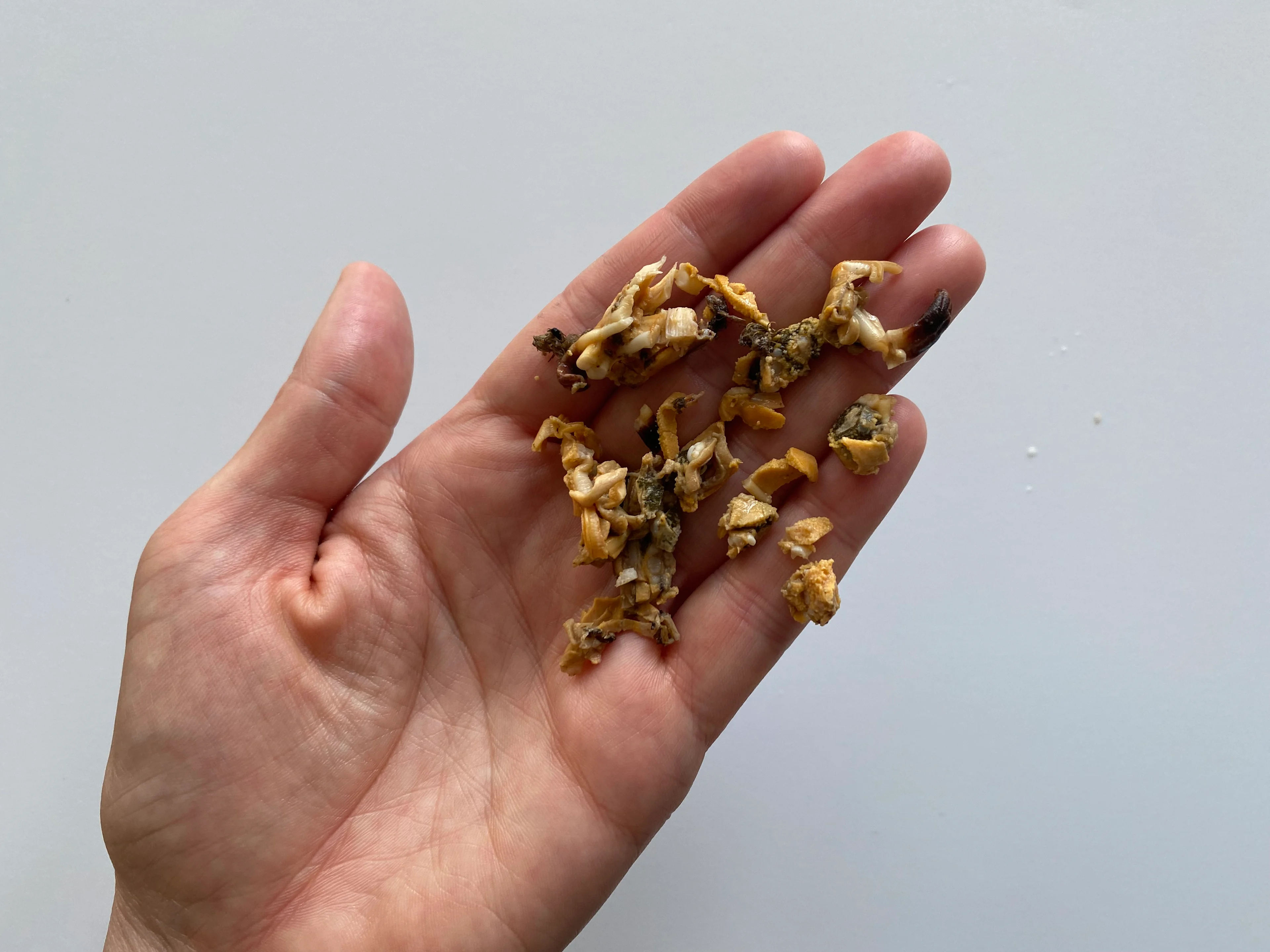 Mussels finely chopped Solid Starts