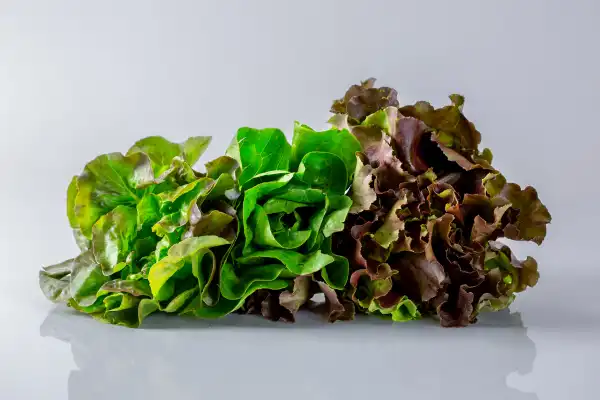 three bunches of different kinds of lettuce on a white background