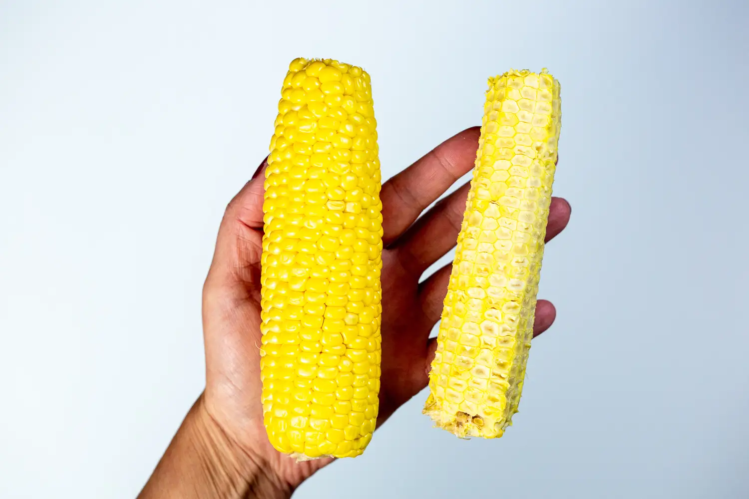 a hand holding two corn cobs, one with all the kernels shaved off
