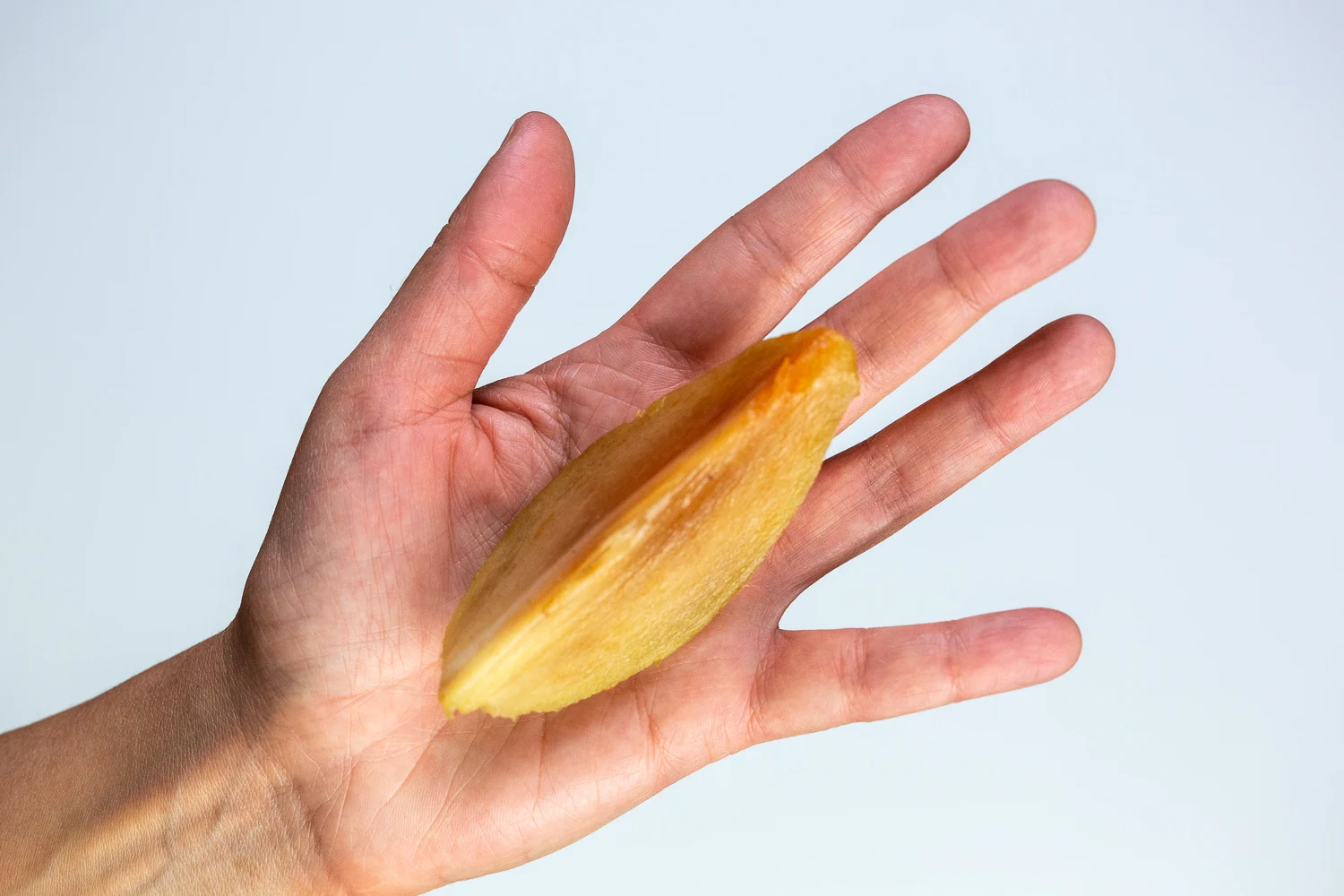 Sapodilla large wedge hand pic
