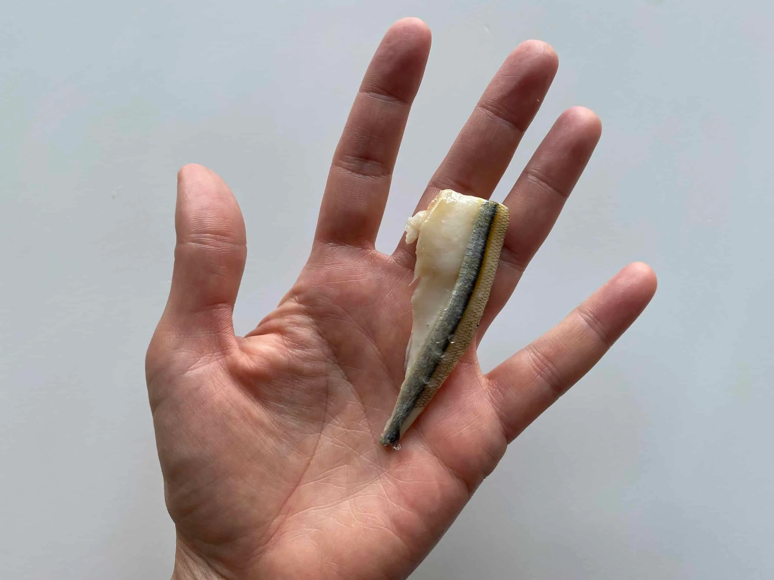 Anchovy fresh fillet Solid Starts