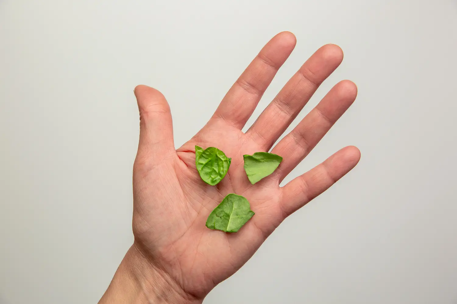 a photograph of a hand holding three raw pieces of spinach