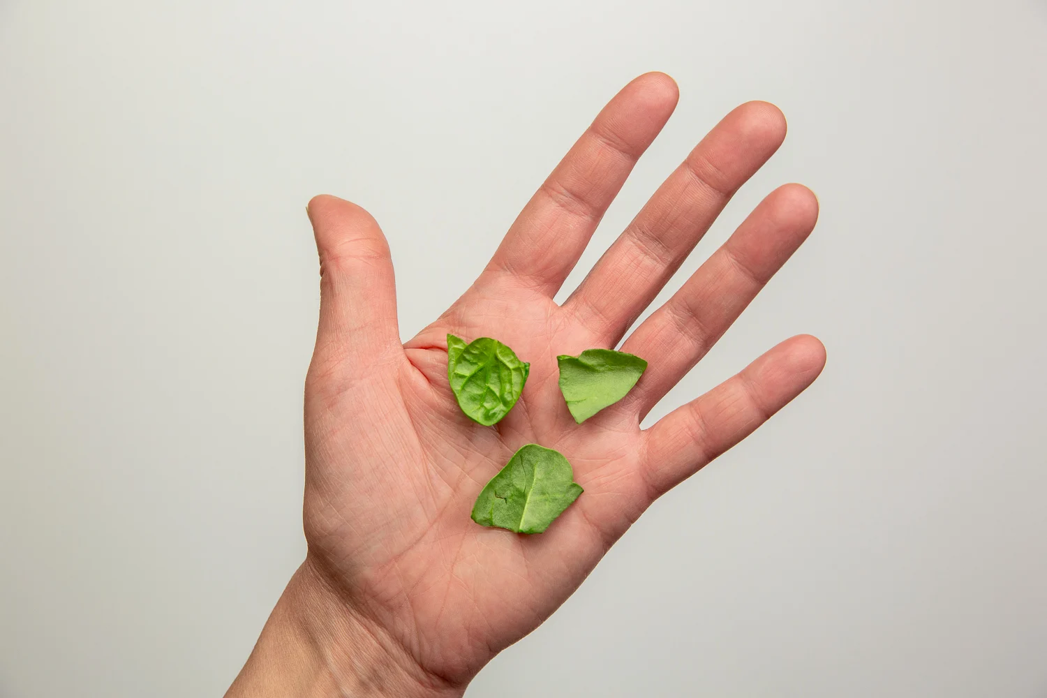 Spinach chopped raw pieces hand pic
