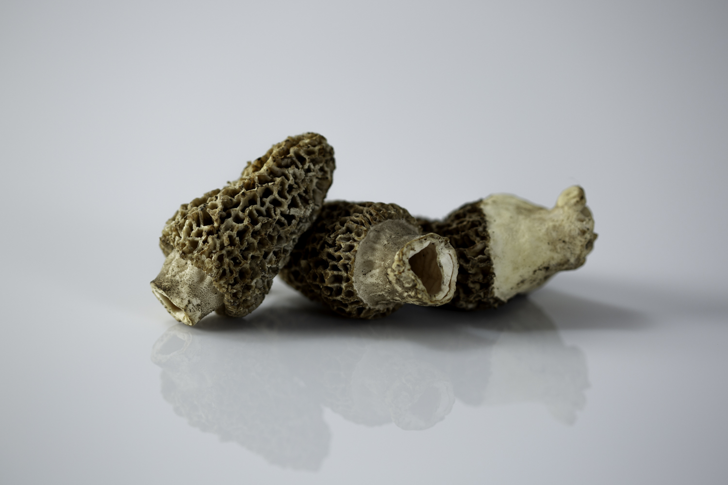 Morel Mushrooms for Babies First Foods for Baby Solid Starts