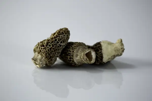 three whole fresh morel mushrooms on a white background