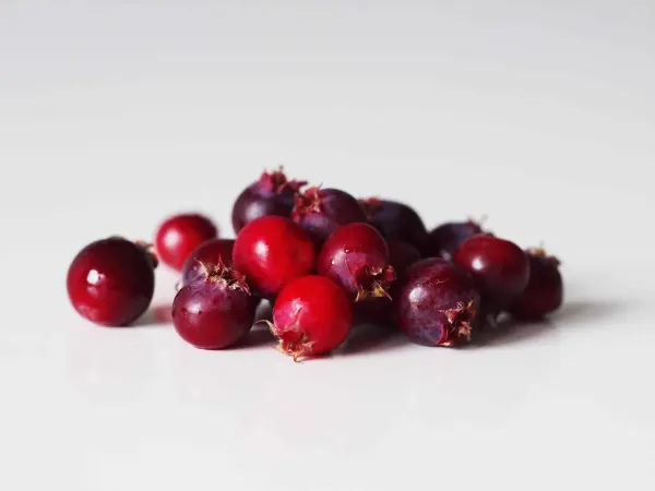 a pile of fresh juneberries before being prepared for babies starting solid food.