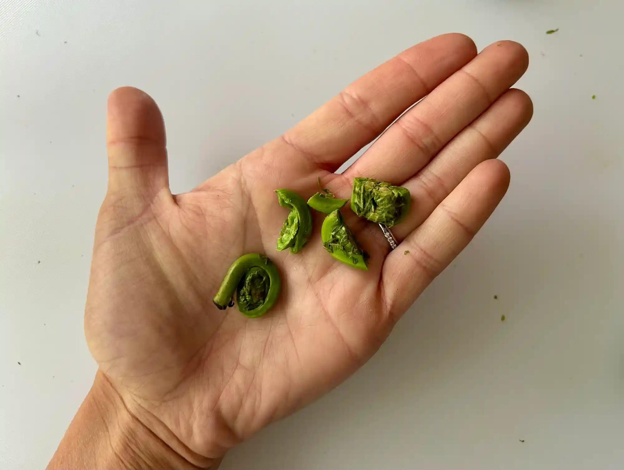 a photograph of a hand holding small pieces of cooked fiddlehead fern in the palm