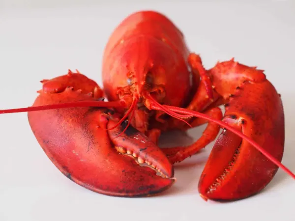 a cooked, whole lobster on a table before being prepared for babies starting solids