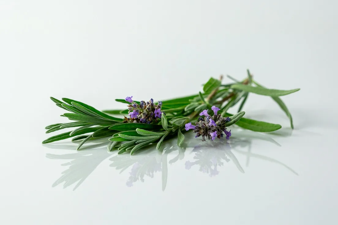 a photograph of a fresh bunch of lavender on a white background