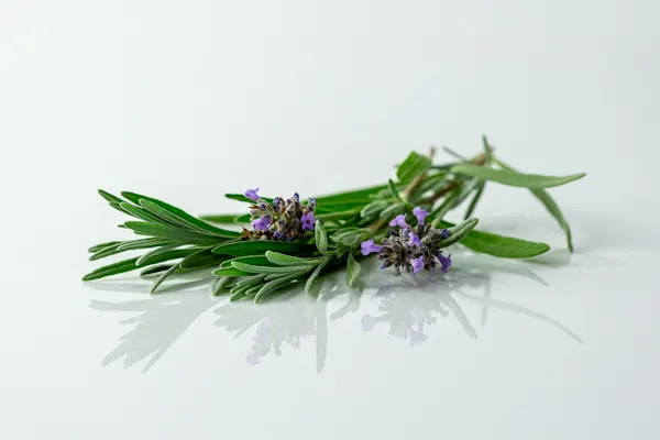 When can babies have lavender a photograph of a fresh bunch of lavender on a white background