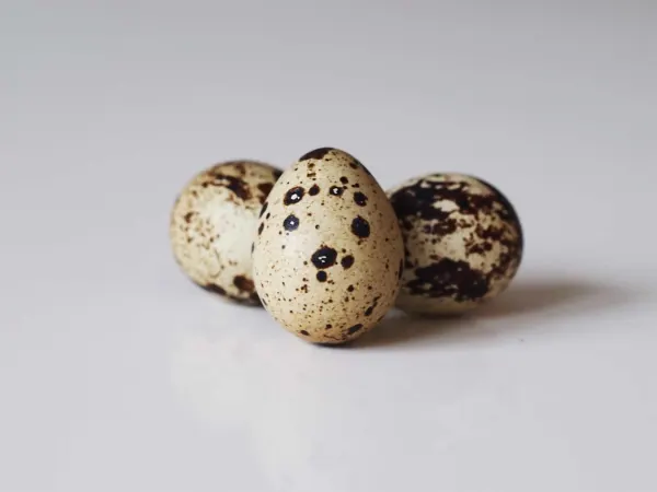 Three quail eggs in their shells before being prepared for babies starting solid food