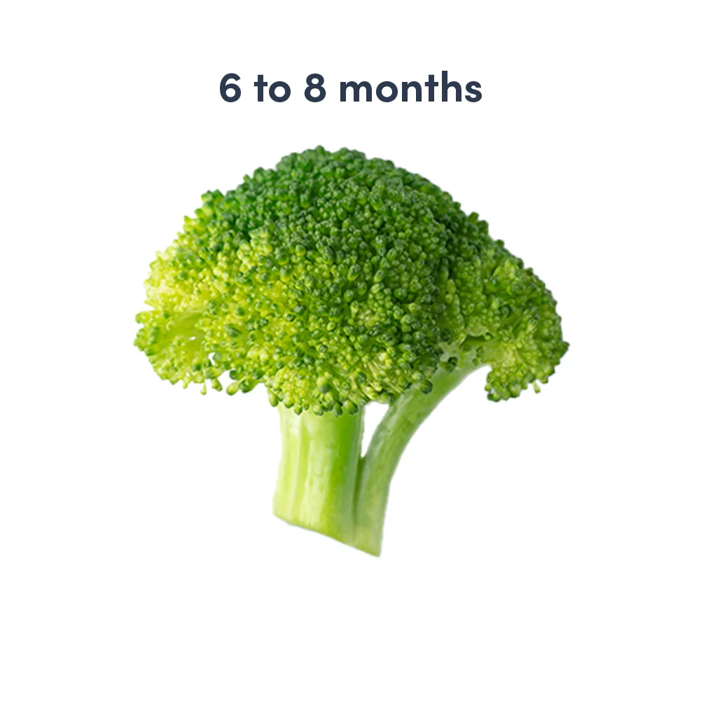 a photograph of a large broccoli floret with text that says 6 to 8 months above it