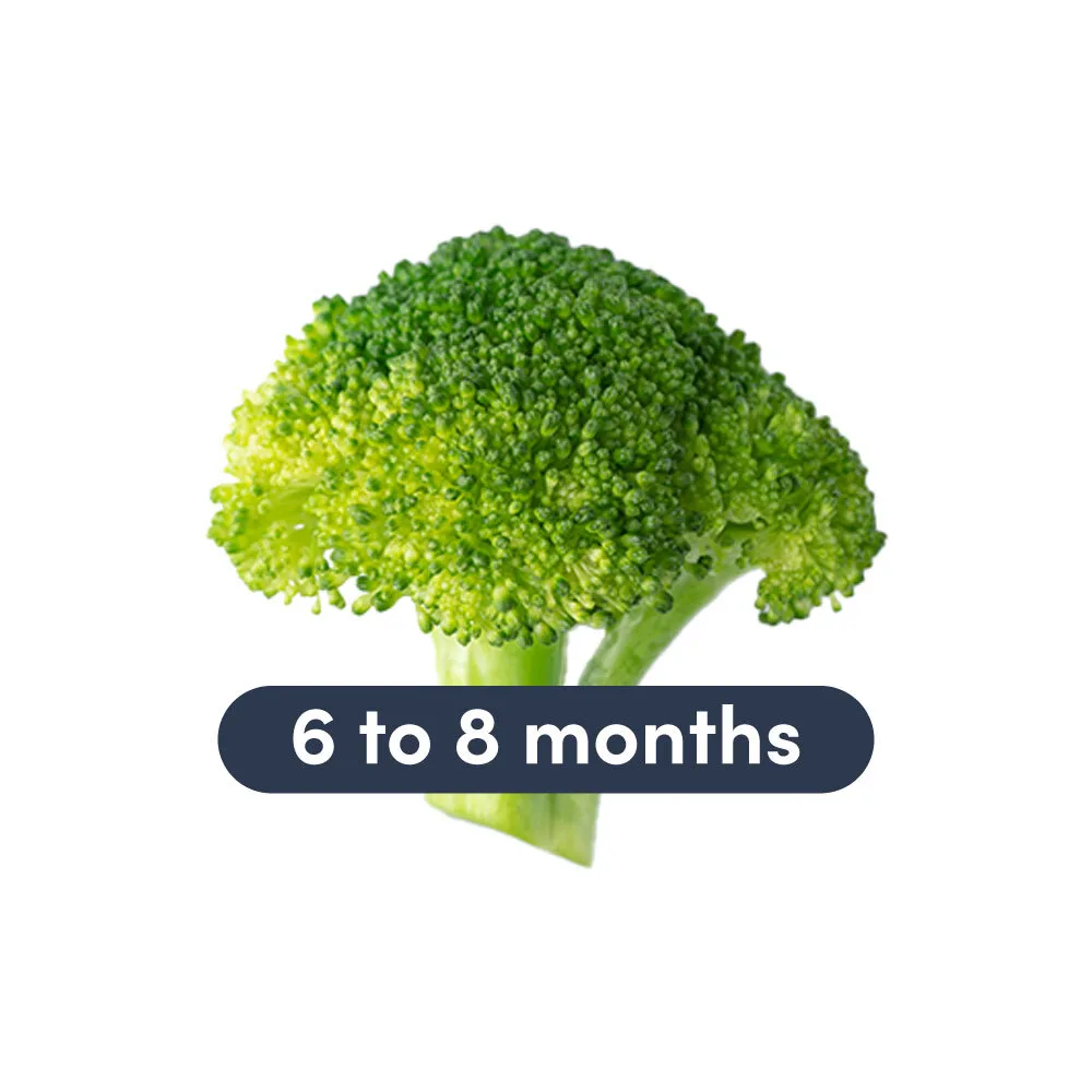 a photograph of a large broccoli floret with text that says 6 to 8 months above it