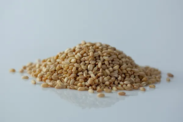 a pile of wheat berries before being prepared for babies starting solid food