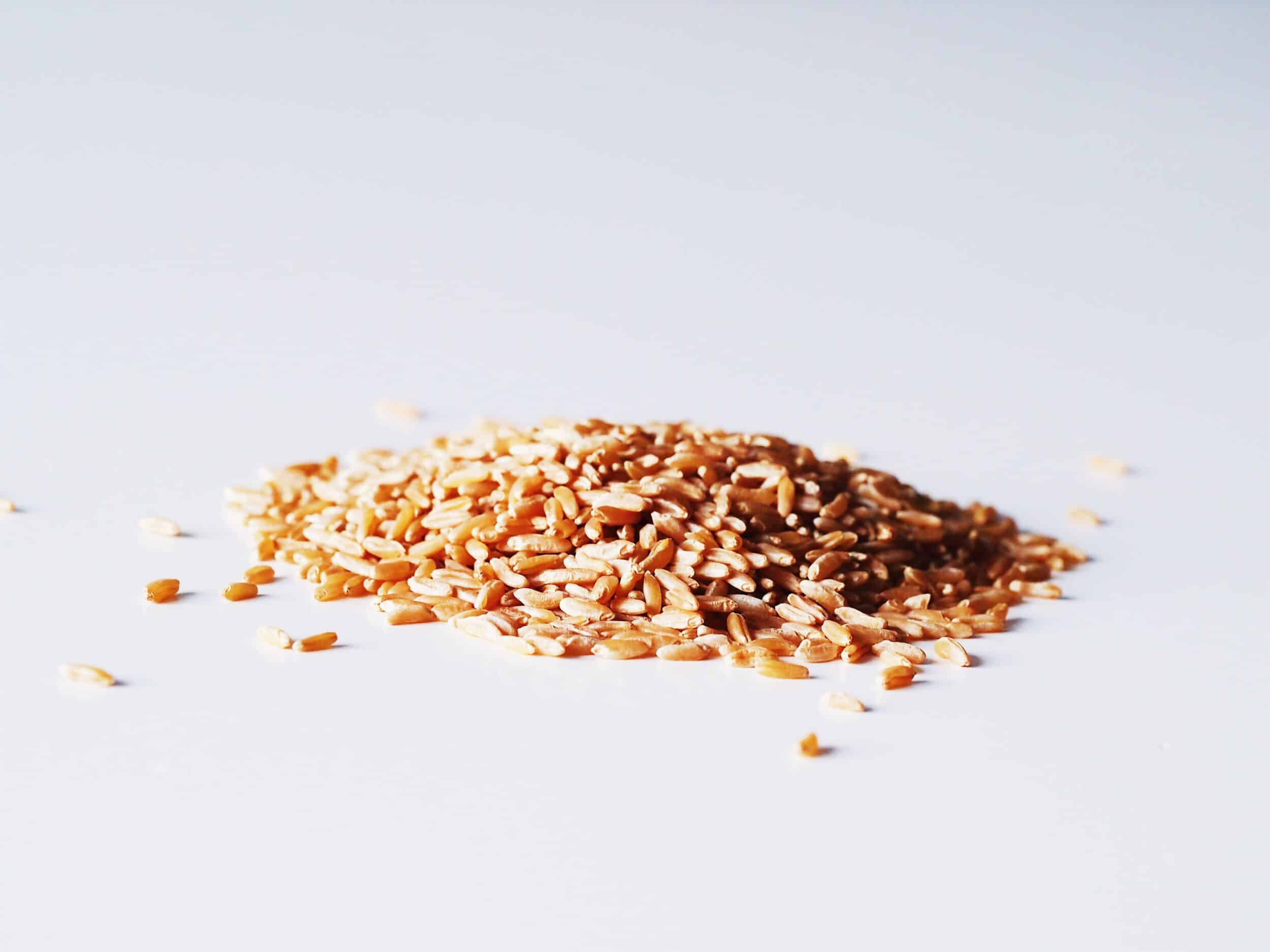 Wheat for Babies - First Foods for Baby - Solid Starts