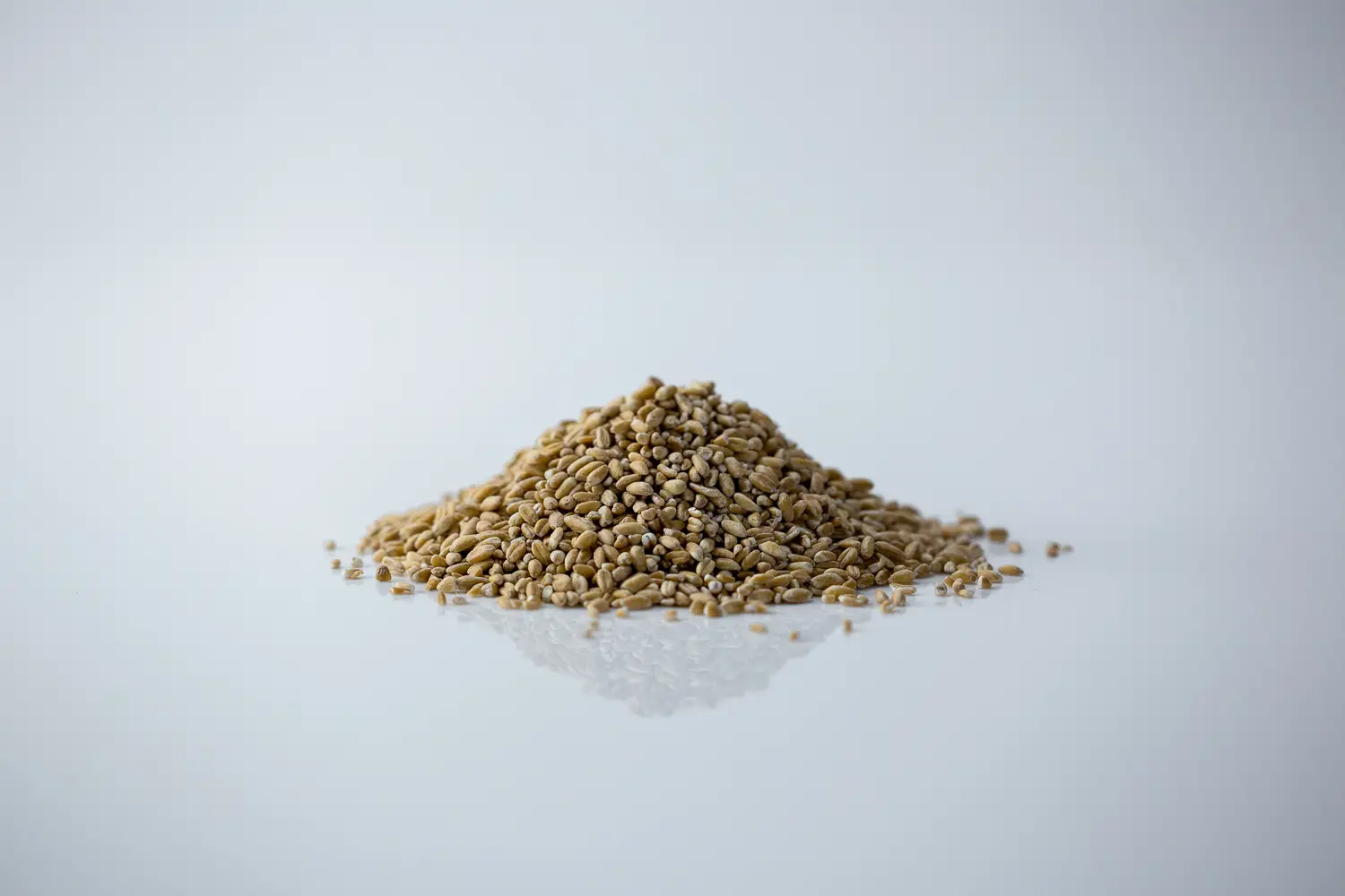 a pile of uncooked farro on a white background