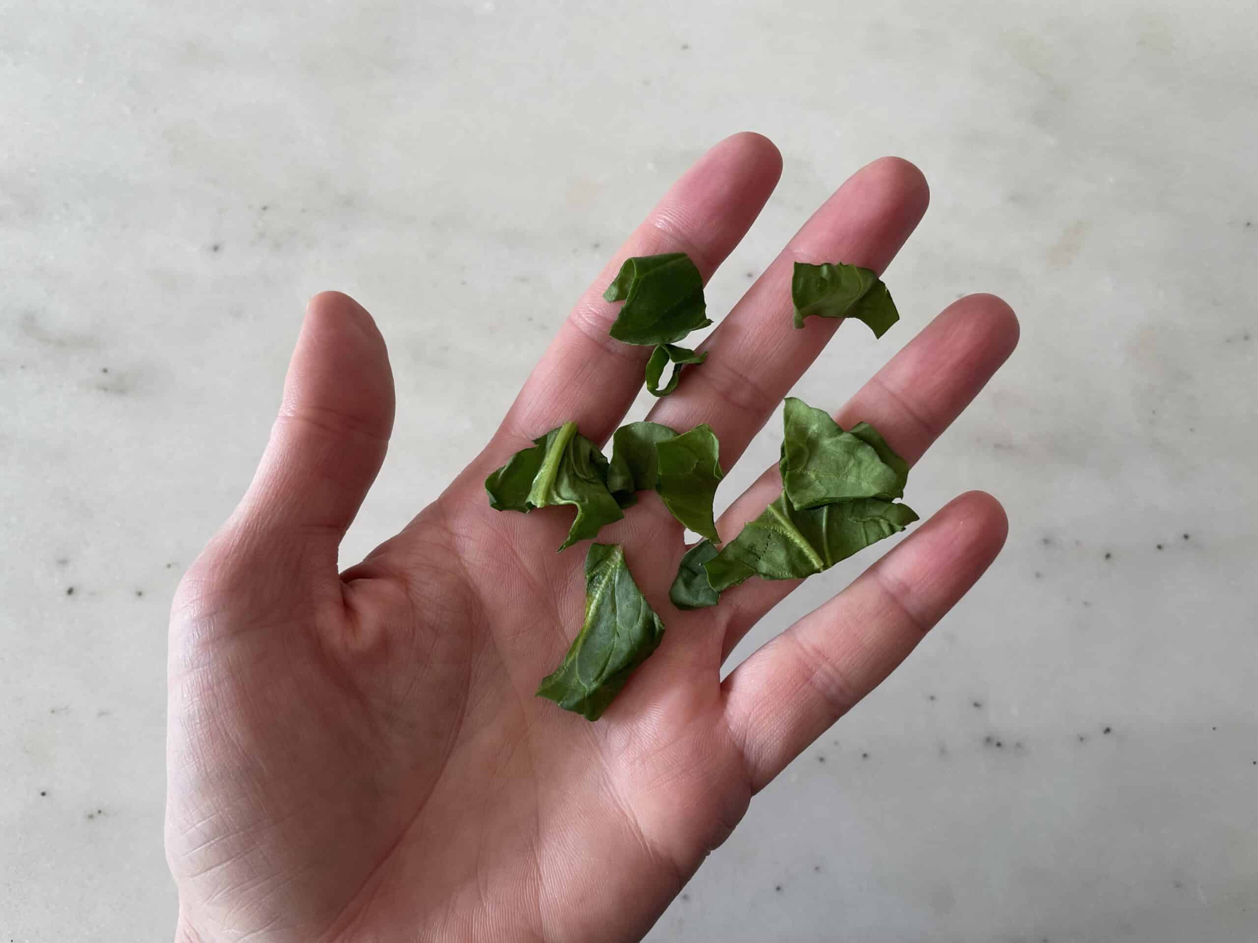 a hand holding raw spinach leaves torn into pieces for toddlers 18 months+
