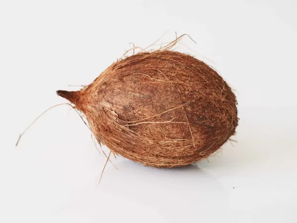 a whole coconut before being prepared for babies starting solids