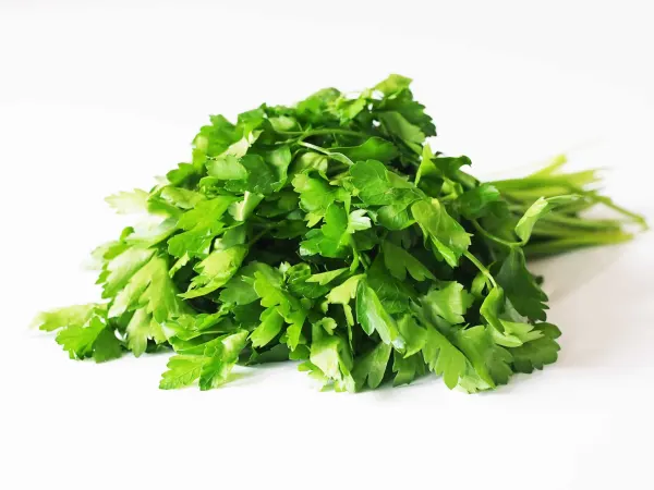 a bunch of parsley before being prepared for babies starting solids