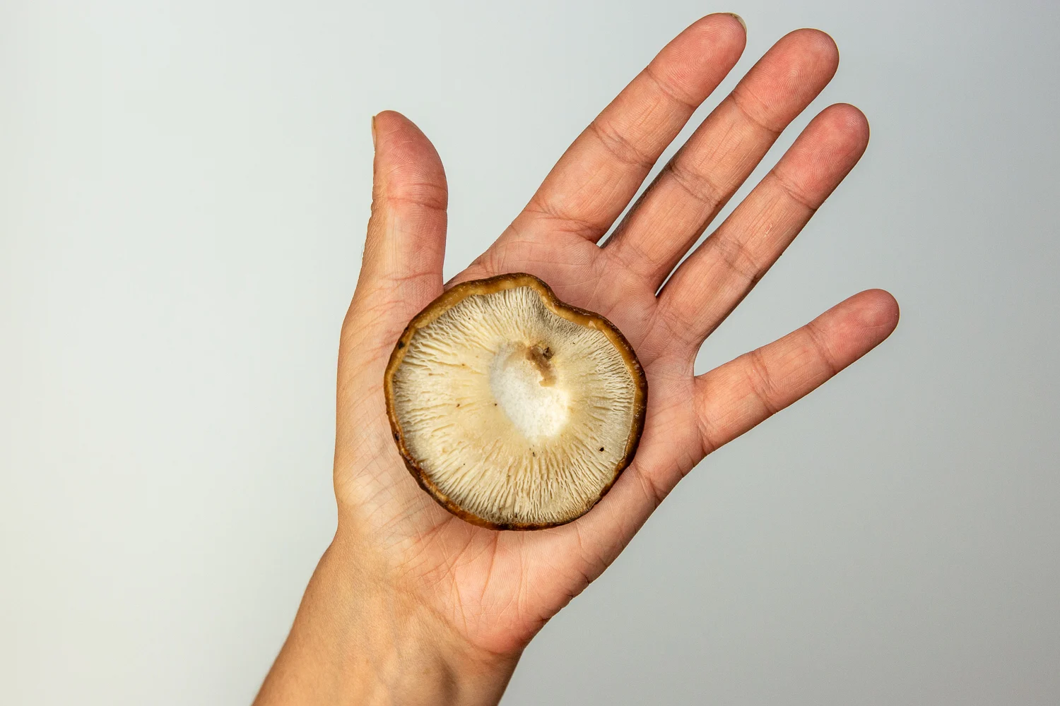 Shiitake whole cooked cap hand pic