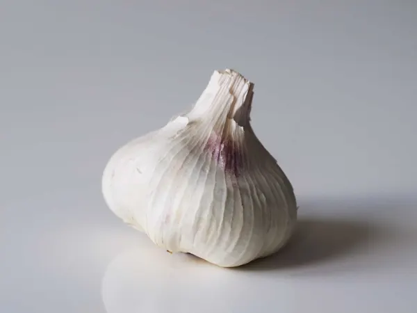 a bulb of garlic on a table before being prepared for babies starting solids