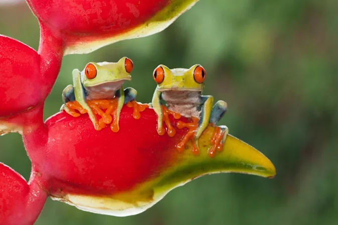 What do frogs order when they get BBQ? image