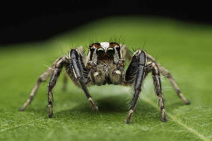  How do you spot a modern spider? image