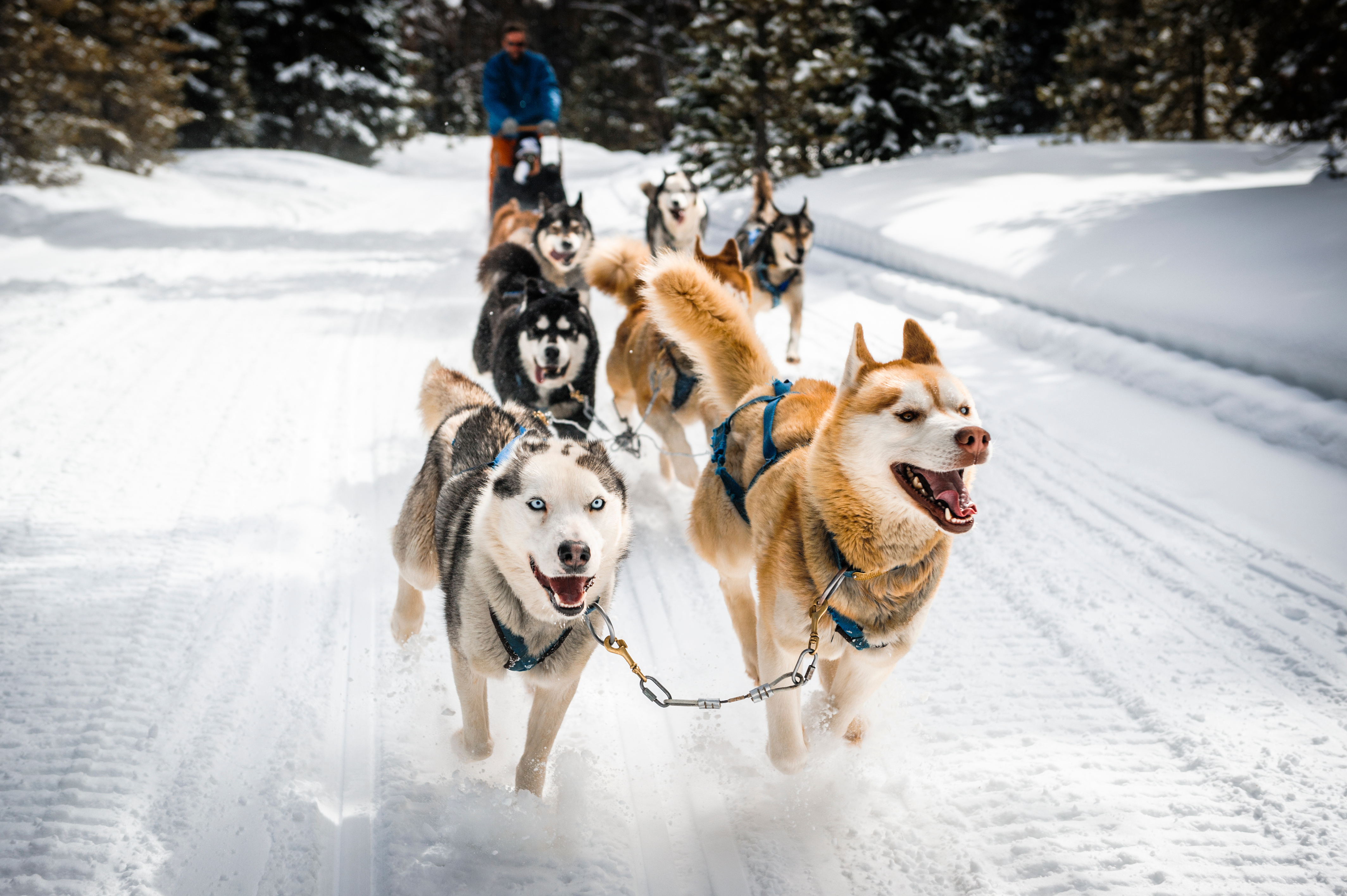 What's a sled dog's favorite snack? image