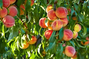 How do scientists grow fruit? image