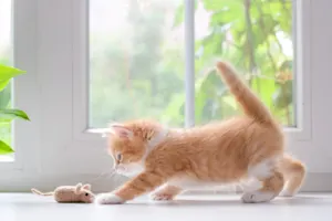 What game did the cat like to play with the mouse? image