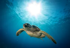 Why did the judge send the turtle to jail? image