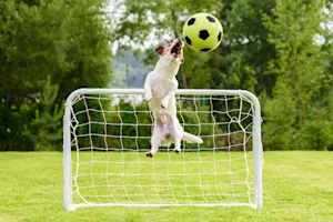 What animal is undefeated in all sports? image