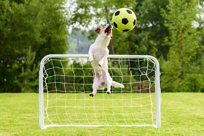 What animal is undefeated in all sports? image