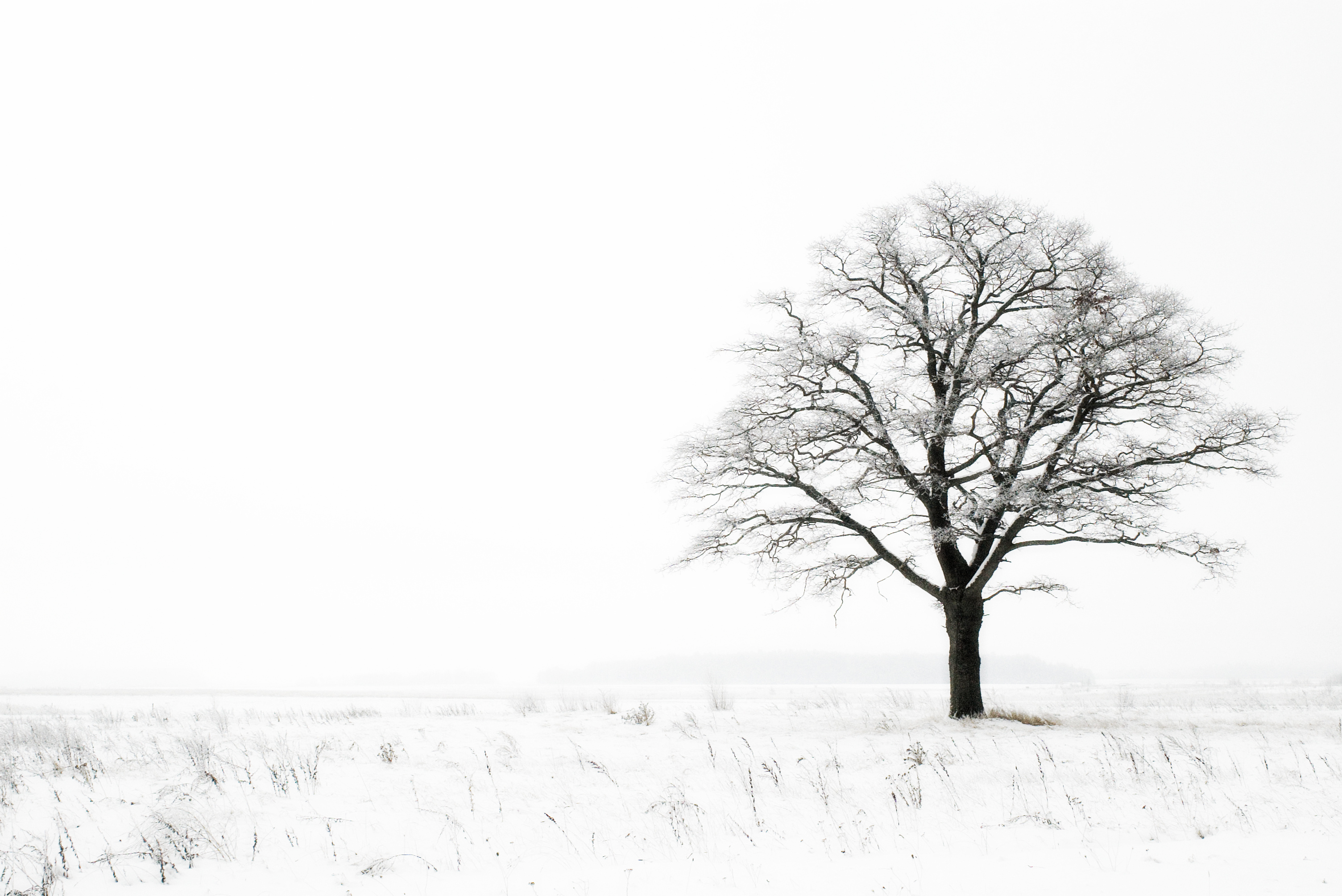 What did the tree say after the long frigid winter? image