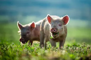 What do you call a pig that's out in the sun for too long? image