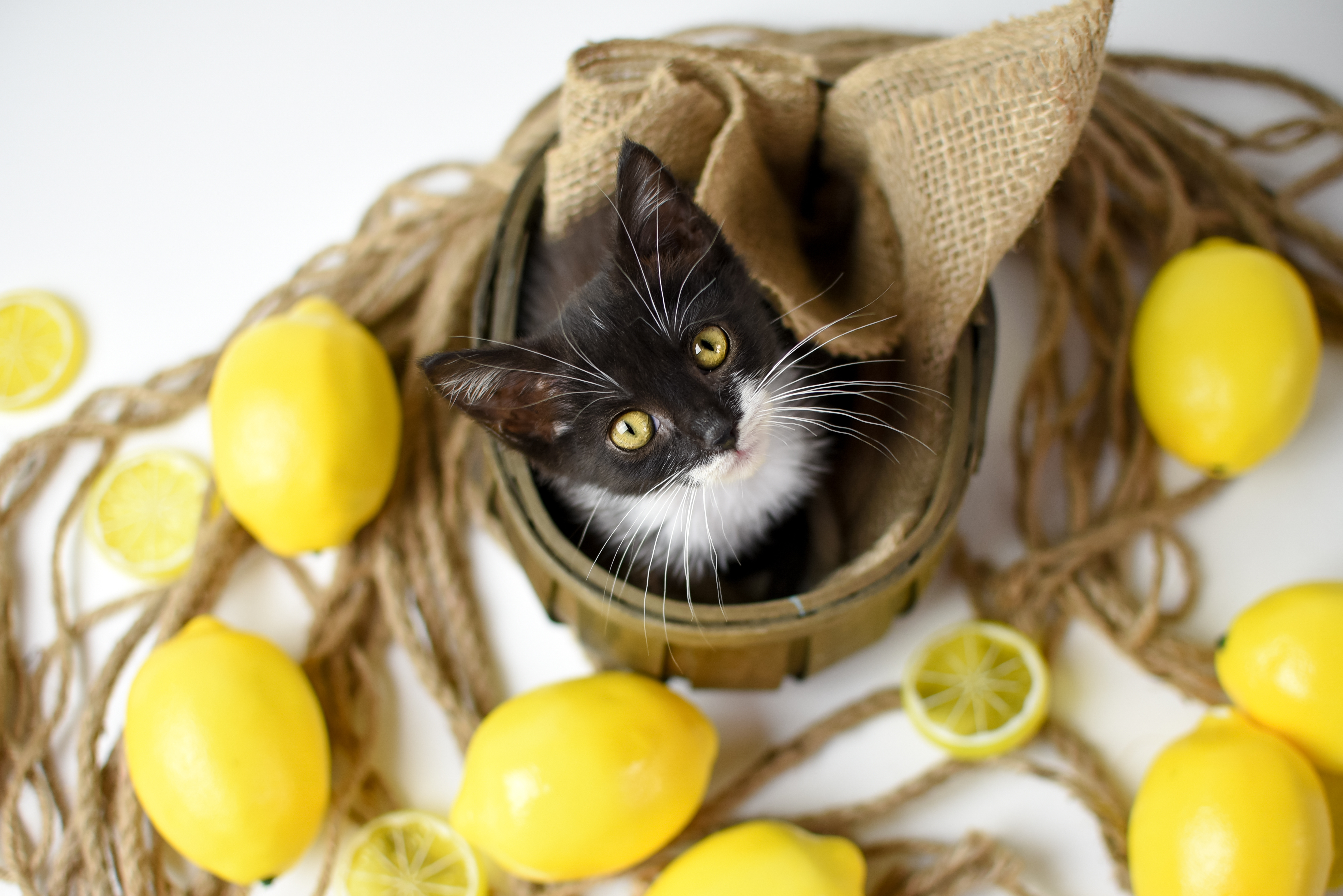 What do you get when you cross a cat with a lemon? image