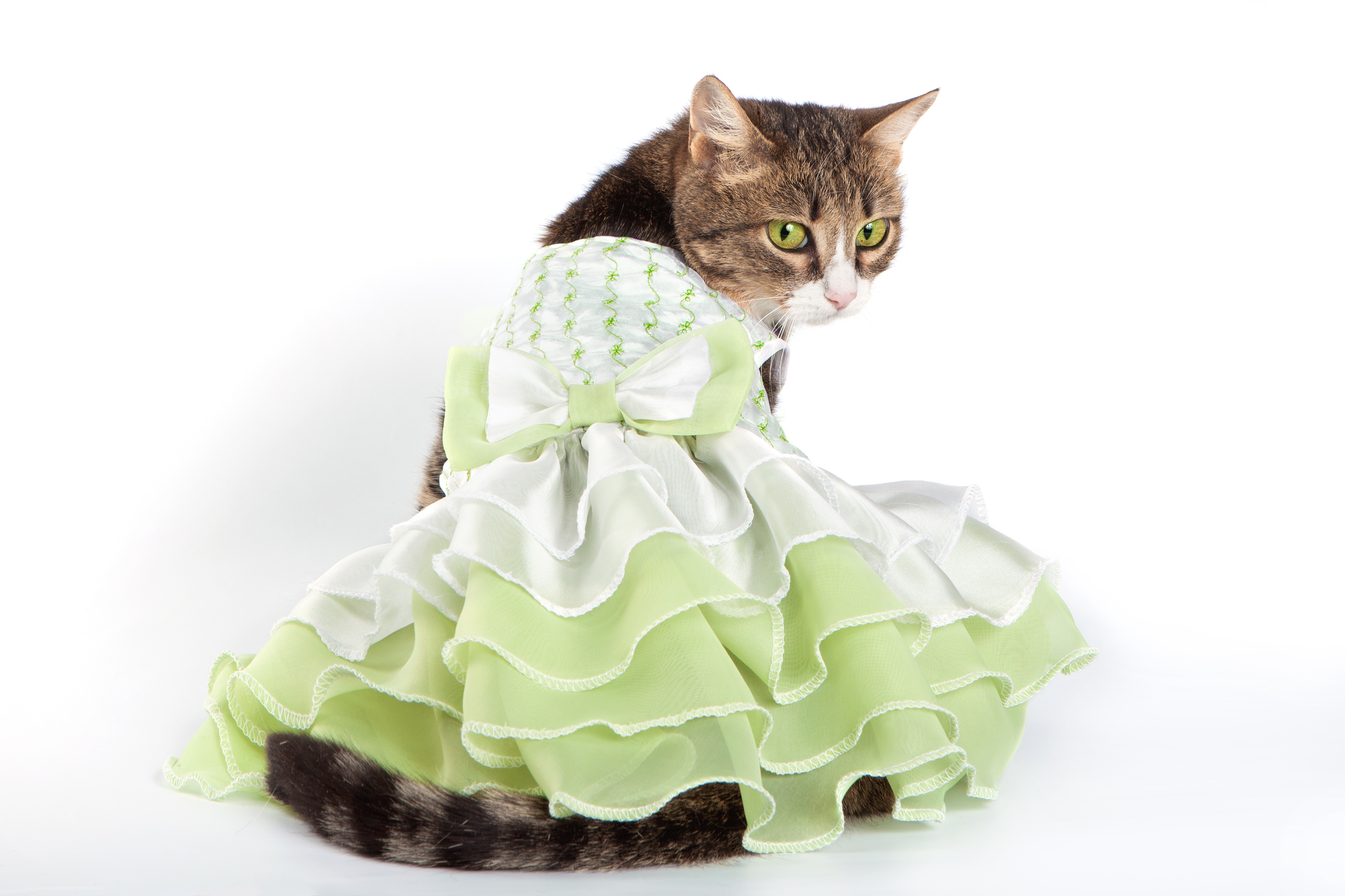 Why did the cat put on a cocktail dress? image