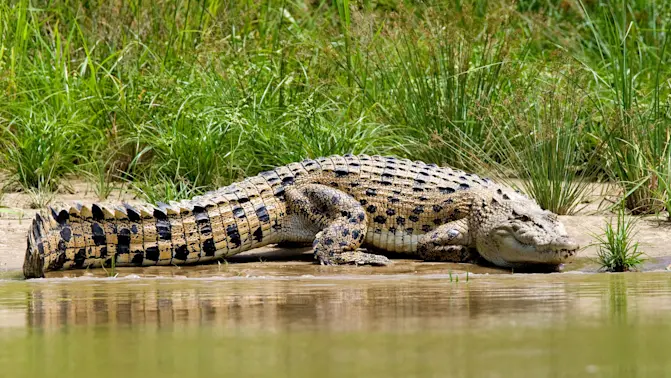 Shocking Find Inside Croc May Solve Missing Person Case - main