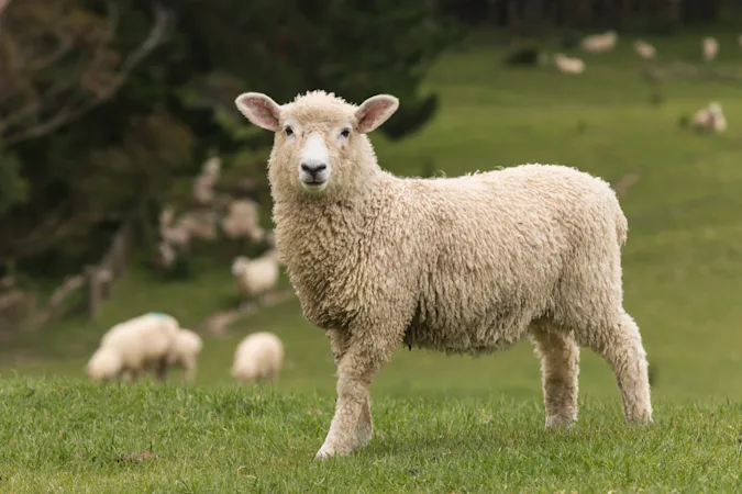 What do you call a dancing sheep? image