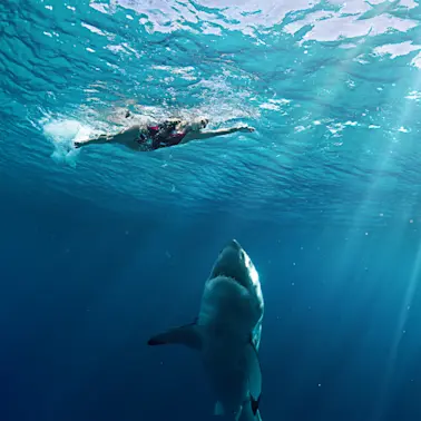 How Common Are Shark Attacks?-1