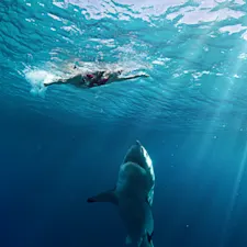 How Common Are Shark Attacks?-1