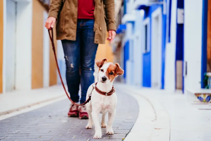 What's a dog's favorite city? image