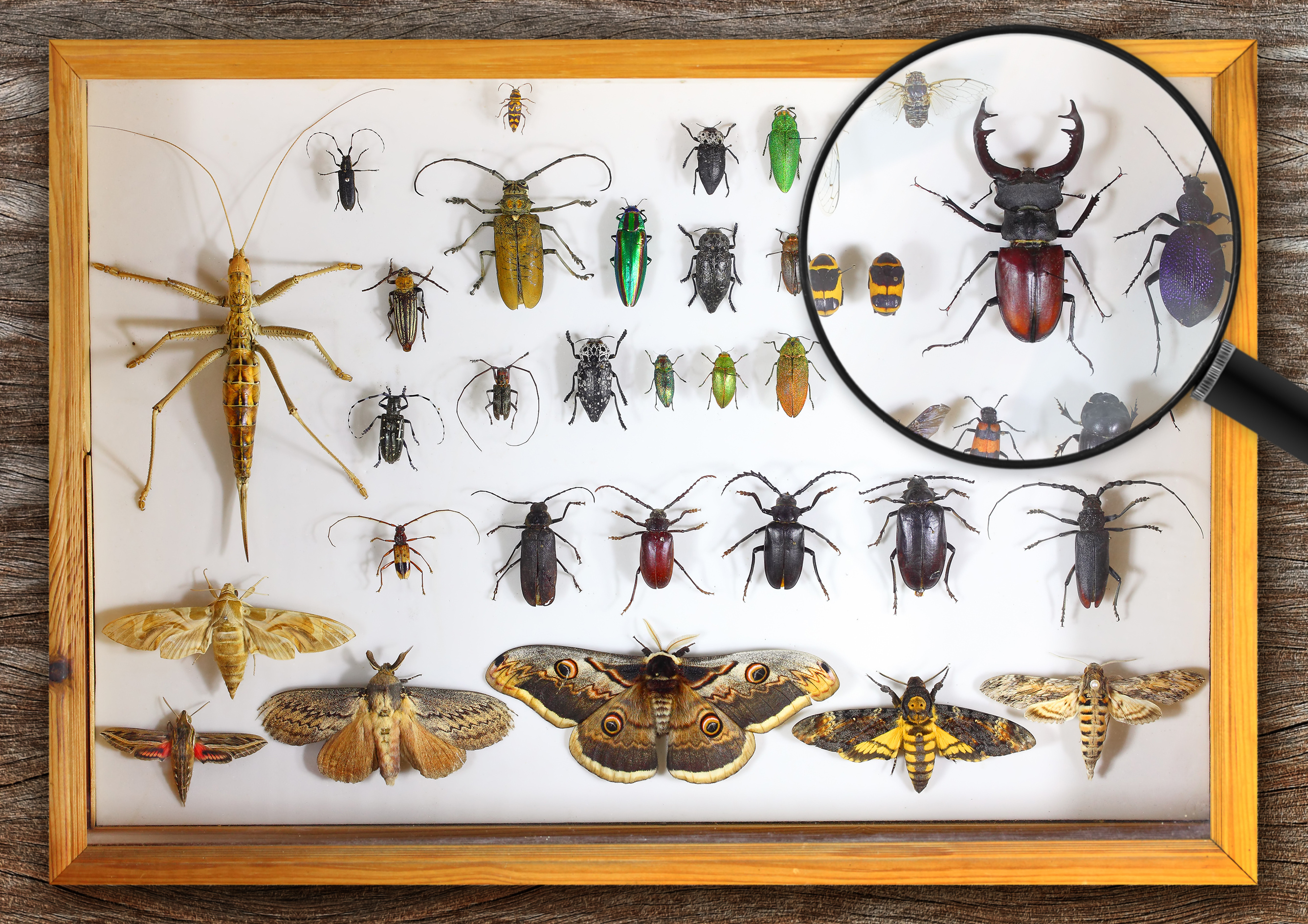 Which insects always make slightly better than average grades? image