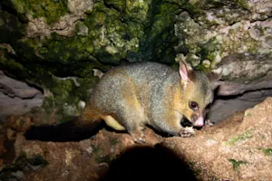 Sydney's Possums Outsmart Traffic: Ingenious Rope Bridges Lead the Way!-1