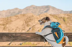 11 Hiking Jokes for a Mountain of Laughs