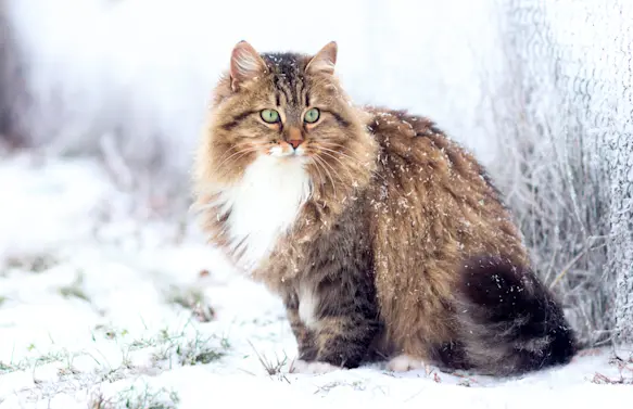 How a Frozen Kitten Was Brought Back to Life with a Hairdryer. Image